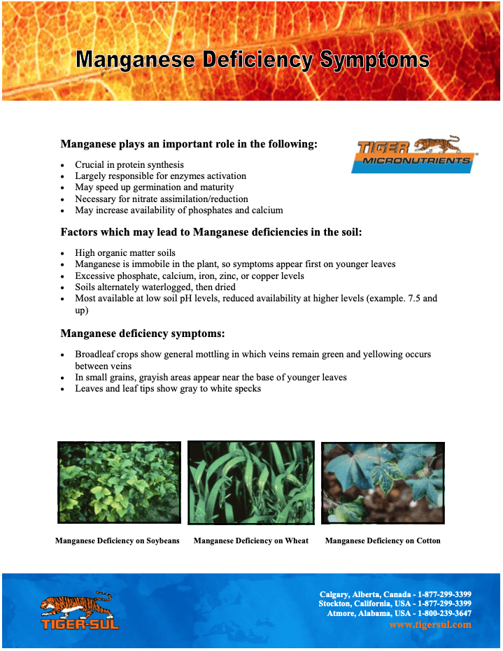 Manganese Deficiency Symptoms