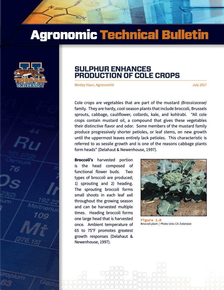 Sulphur Enhances Production of Cole Crops